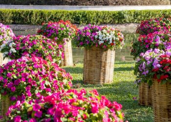 Las teresitas, flores de temporada que además son medicinales