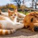 Mantén a tus mascotas frescas en el verano extremo