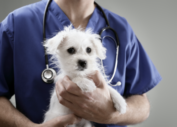 Recuerden que debemos vacunar a nuestras mascotas contra la Rabia