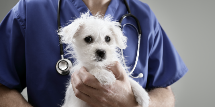 Recuerden que debemos vacunar a nuestras mascotas contra la Rabia