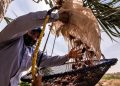 Se realizó el Segundo Festival Internacional de la Palma Datilera que organiza la UES en SLRC