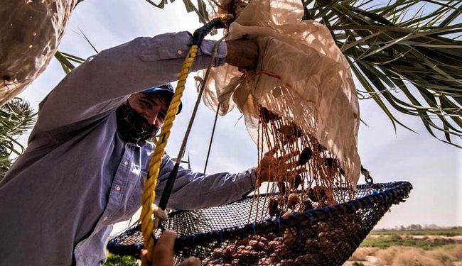 Se realizó el Segundo Festival Internacional de la Palma Datilera que organiza la UES en SLRC