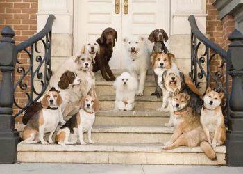 ¿Qué tanto entienden los perros lo que hablamos?