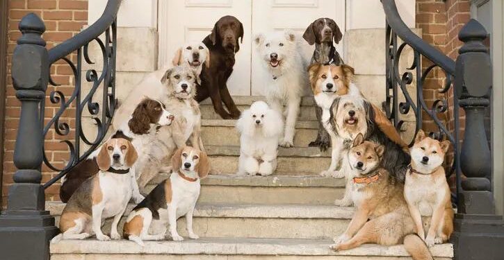 ¿Qué tanto entienden los perros lo que hablamos?