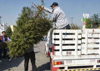Abiertos Centros de Acopio para árboles de Navidad estarán disponibles