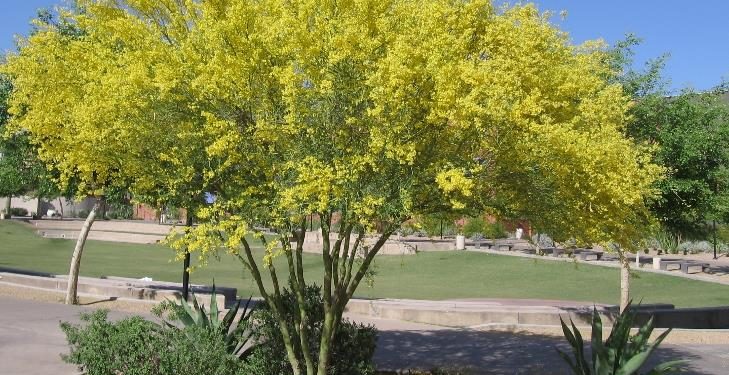 Hagamos de Hermosillo un jardín Nativo