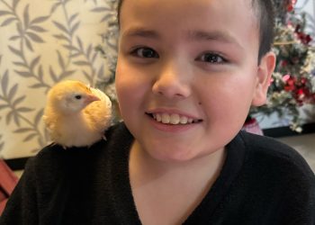 ¿Qué hago con una gallina como mascota?