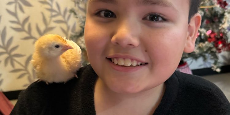 ¿Qué hago con una gallina como mascota?