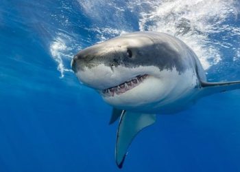 No necesitas ir al fondo del mar, aquí descubre el animal marino que eres