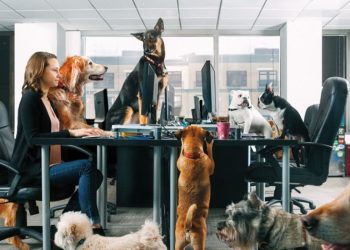 Habrá invasión canina en la oficinas de Hermosillo