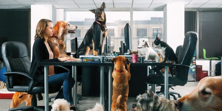 Habrá invasión canina en la oficinas de Hermosillo