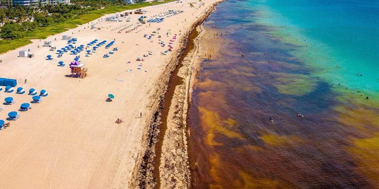 Realizarán Foro México – Unión Europea en Cancún para convertir el sargazo en una oportunidad para el Caribe