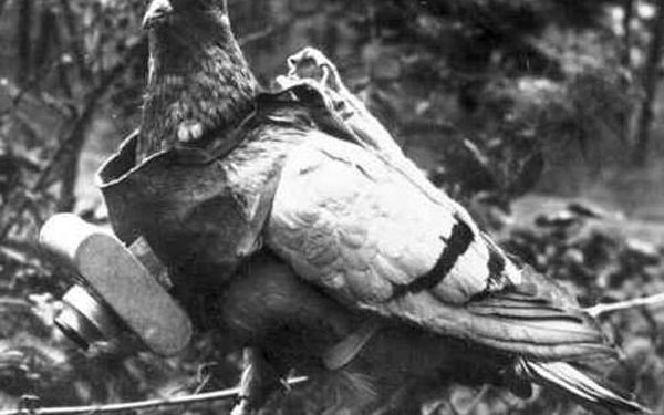 Cher Amy, la Paloma Mensajera que salvó varias vidas durante la guerra