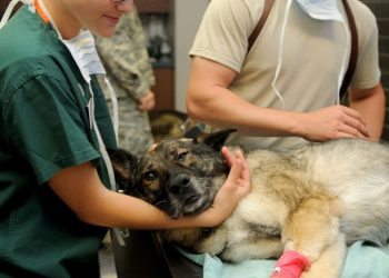 La Unison abrió una clínica para nuestras mascotas y para generar más y mejores Médicos Veterinarios