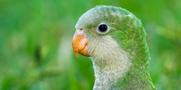 ¿Sabías que los pericos son una especie externa de Sonora?