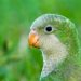¿Sabías que los pericos son una especie externa de Sonora?