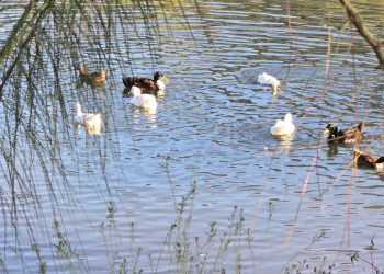 El Bosque Urbano La Sauceda tendrá actividades de Semana Santa