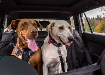 Las mascotas también vacacionan