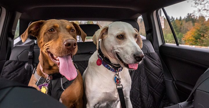 Las mascotas también vacacionan