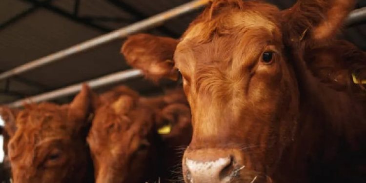 No estamos en condiciones para asegurar que la frontera se pueda abrir en 15 día: Célida López