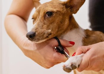 ¿Por qué debemos cortar las uñas de los perros?