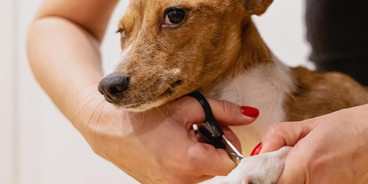 ¿Por qué debemos cortar las uñas de los perros?