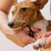 ¿Por qué debemos cortar las uñas de los perros?