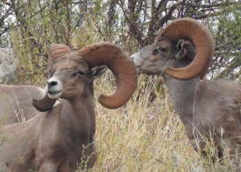 Presentarán en Abu Dhabi proyecto de conservación del borrego cimarrón del desierto