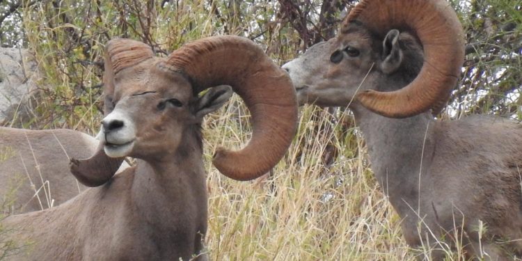 Presentarán en Abu Dhabi proyecto de conservación del borrego cimarrón del desierto