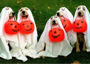 Un disfraz para disfrutar y no para lastimar a la mascota