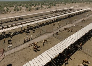 Impulso estratégico a la modernización histórica de la ganadería