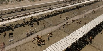 Impulso estratégico a la modernización histórica de la ganadería