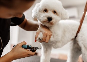 Las uñas de las mascotas son parte de su bienestar