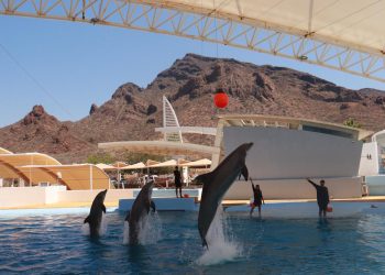Delfinario se podrá disfrutar esta Semana Santa