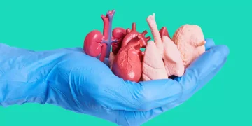 Llaman a fortalecer la cultura de donación en el Día Mundial del Trasplante de Órganos y Tejidos