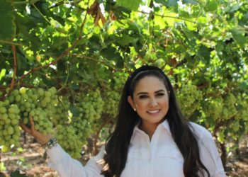 México supera su producción de uva y se alista el inicio del ciclo 2026 de cosecha en mesa