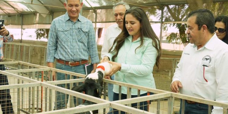 El sector lechero recibe impulso con mejoras genéticas