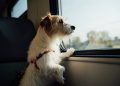 Vámonos de pata de perro con nuestras mascotas en el “DogeBus”