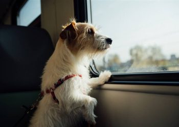 Vámonos de pata de perro con nuestras mascotas en el “DogeBus”