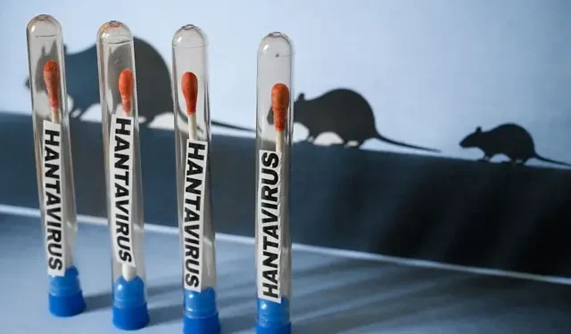 Llaman a mantener vigilancia sanitaria ante casos de hantavirus asociados a crucero internacional