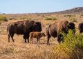 El bisonte americano vuelve a Sonora tras más de 200 años