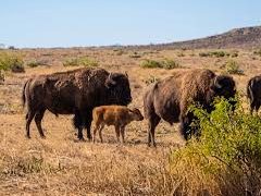 El bisonte americano vuelve a Sonora tras más de 200 años