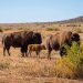 El bisonte americano vuelve a Sonora tras más de 200 años