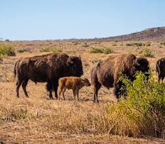 El bisonte americano vuelve a Sonora tras más de 200 años