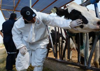 Sonora debe aprovechar su estatus sanitario ante crisis por gusano barrenador: Célida López