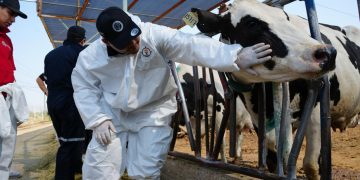 Sonora debe aprovechar su estatus sanitario ante crisis por gusano barrenador: Célida López