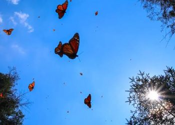 Mariposas llenan de color a Hermosillo durante su migración