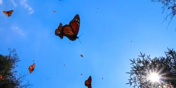 Mariposas llenan de color a Hermosillo durante su migración
