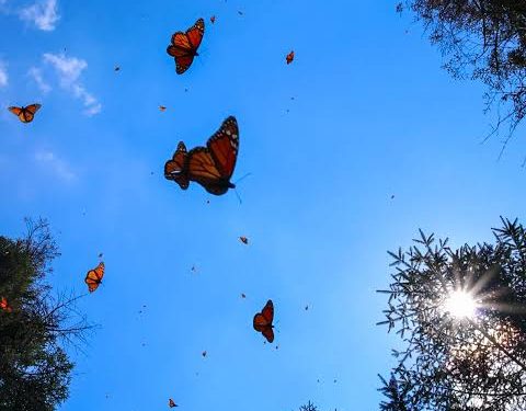 Mariposas llenan de color a Hermosillo durante su migración