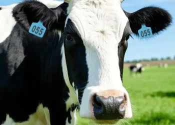 Robo de aretes de ganado prende alerta sanitaria y abre sospechas sobre tráfico ilegal de animales